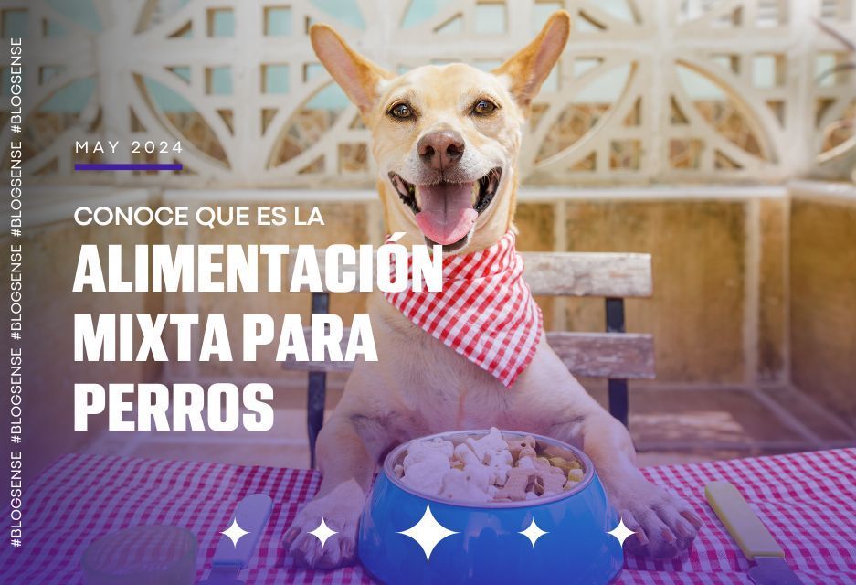 Conoce que es la alimentación mixta para perros